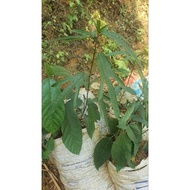 Astragalus root 1kg (medicinal herb)