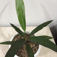 Anthurium Keris Hitam Tanaman Hias Reisyakaris
