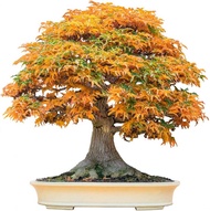 1 benih biji pohon bonsai shantung maple acer truncatum - shantung 10 bj