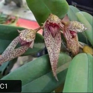 orkid hutan. bulbophyllum frostii hybrid