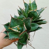 Plant (Agave Titanota 小島白刺)