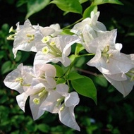 Bougainvillea Plant White Flower with FREE plastic pot and garden soil (Outdoor Plant Real Plant and
