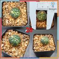 แอสโตรด่าง(astrophytum asterias variegated) #แอสโตรด่าง สินค้ามีจำนวนจำกัด