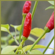 ◐ ◆ ◷ Siling Labuyo Seeds - Hot Pepper Seeds - Vegetable Seeds
