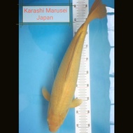 Ikan Koi Karashi Import Jepang. Bersertifikat