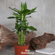 Lucky Bamboo Plant - Cute and Easy Care House Plant