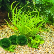Marimo Moss Balls Live Aquarium Plants Algae Fish Shrimp Tank Ornament Green Fish Tank Ornamental Fo