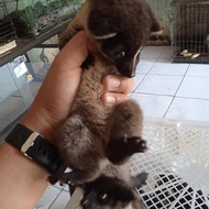 musang akar sumatra