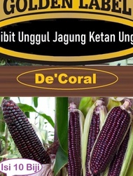 NATURAL! BIBIT UNGGUL JAGUNG KETAN UNGU | BIJI BENIH JAGUNG UNGU |