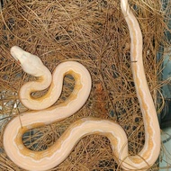 retic motley tiger albino white phase