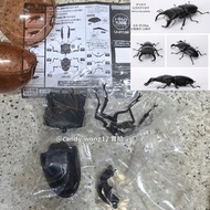 [現貨] Dorcus bucephalus 牛頭扁鍬形蟲 生物大圖鑑 Bandai 萬代 日本扭蛋