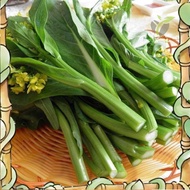 Efficient germination  Benih Sawi Bunga Hong Kong / Hong Kong Choy Sum / 四季甜菜心花种子