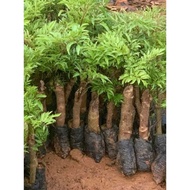 combo 10 Cây giống đinh lăng nếp bắc lá nhỏ _ S