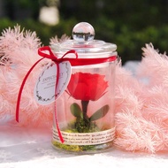 迷你瓶中永生花-小王子的玫瑰 美女與野獸