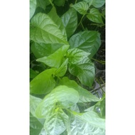 Rm10 anak pokok cili Carribean red habanero.