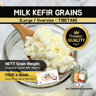 [KEFIRCO] Active Milk Kefir Grains (Large/Oversize - Tibetan)