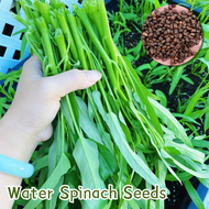 ปลูกง่าย เมล็ดสด100% เมล็ดพันธุ์ ผักโขมน้ำ บรรจุ 50เมล็ด Water Spinach Seeds Vegetable Seeds for Planting เมล็ดผักโขมน้ำ  ผักออร์แกนิก เมล็ดพันธุ์ผัก ผักสวนครัว ต้นไม้มงคล เมล็ดบอนสี ต้นผลไม้ บอนไซ พันธุ์ผัก เมล็ดผัก เมล็ดพันธุ์พืช ผลผลิตสูง Plants