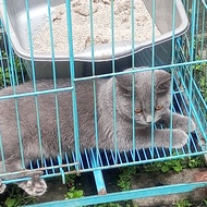 kucing british shorthair betina blue