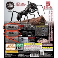 散放 , GASHAPON 大圖鑑 收藏系列 螞蟻 可動 , 扭蛋 , 昆蟲扭蛋 , bandai