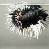 Original Ikan Cupang Serit Crown Tail Warna Bagus Cerah Original.