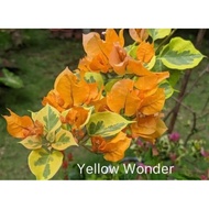 SALE!! BOUGAINVILLEA CUTTINGS