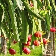 3pcs Keratan Pokok Buah Naga Isi Merah / Dragon Fruit Cuttings (3 Batang).