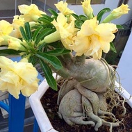 Bibit Tanaman Adenium Bunga Kuning Bonggol Besar Kamboja Bonsai - Tana