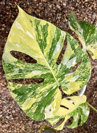 Bibit Bonggol Monstera Thai Varigata 3C / Monthai