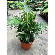 bamboo palm / Lady palm live plant