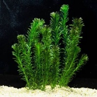 Egeria densa hydrilla water algae aquascape water plants