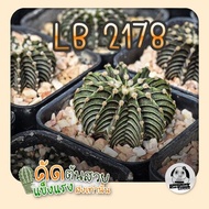 ต้นยิมโน LB2178 ตัวแท้ ( ต้นกระบองเพชร Gymnocalycium mihanovichii LB2178 Agua Dulce ) 🌵ต้นแคคตัส🌵