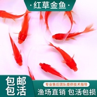 Ikan Emas Rumput Hidup, Ikan Mas Jin Crucian Hidup, Jin Koi, Ikan Hidup, Ikan Hiasan, Ikan Air Tawar