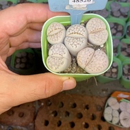 Free Shipping over 38 Yuan Cute#48520