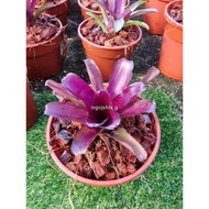 ♙❧Bromeliad Thailand Size M Live Plant Pokok Hidup [Random Pick]