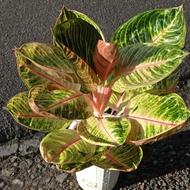 Aglaonema Moonlight - Laris