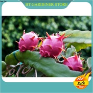 10pcs seeds White Pitaya Dragon Fruit Biji Buah Naga Putih白火龙果种子 Ready Stock Sarawak