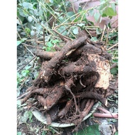 Fresh hemp root an thai Hanoi 1kg I'm in the inner city