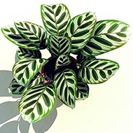 ☌【COD】10pcs Rare Calathea Seeds Air Freshening Plants Seeds #SW44