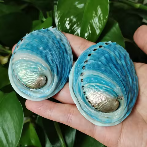 2 PCS Blue Abalone Shells Natural Paua Shell Haliotis Iris Aquarium Landscape Seashells For Diy Naut