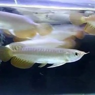 ikan arwana golden red gen HB 12-13cm