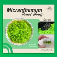 (พร้อมส่ง) เพิลกลาส ไม้น้ำ ไม้เนื้อเยื่อ ไม้พื้นสนาม Carpet plant 🌿🌿