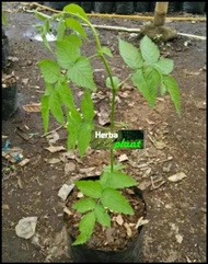 Bibit pohon buah raspberry/arbei