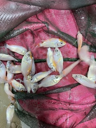 Benih ikan talapia merah 25ekor pack