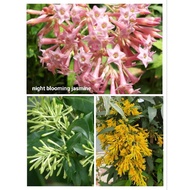 KKB Pokok Bunga Sedap Malam, Night Blooming Jasmine, Raatrani, Cestrum Nurturnum