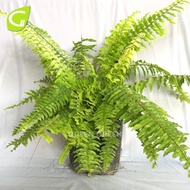 GG - Tiger Fern / Nephrolepis Boston Fern 'Tiger' / Nephrolepis Exaltata Variegated