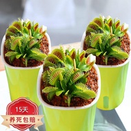 Pitcher Plant Flower Hydroponic Plant Drosera Green Plant