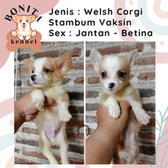Welsh Corgi Stambum Anak Anjing Corgi Sable Three Color Jantan Betina