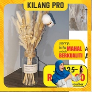 Pampas Set (Only Live) B1