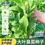 现货大叶臭菜种子春秋播种东北芝麻菜籽阳台盆栽野菜臭菜蔬菜种籽大全Big-leaf stinky vegetable seeds spring and autumn sowing northeast a