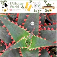 1pc Rare Young Easy to Care - Aloe  'Christmas SLEIGH'  Succulent 聖誕雪橇 (W8 x H6cm+-)